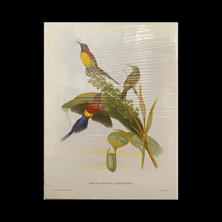 Vintage 1950s John Gould Print - Nectarinia Gouldiae (Sun Bird) - Hand-Coloured Lithograph