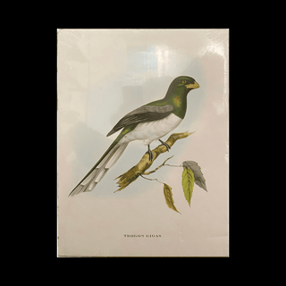 Vintage 1950s John Gould Print - Trogon Gigas (Giant Trogon) - Hand-Coloured Lithograph