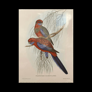 Vintage 1950s John Gould Print - Pennant's Parrakeets (Platycercus Pennantii) - Hand-Coloured Lithograph