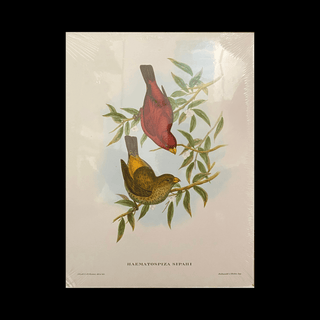 Vintage 1950s John Gould Print - Sepoy Finch (Haematospiza Sipahi) - Hand-Colored Lithograph
