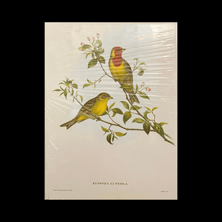 Vintage 1950s J. Gould Bird Print ‘Euspiza Luteola’