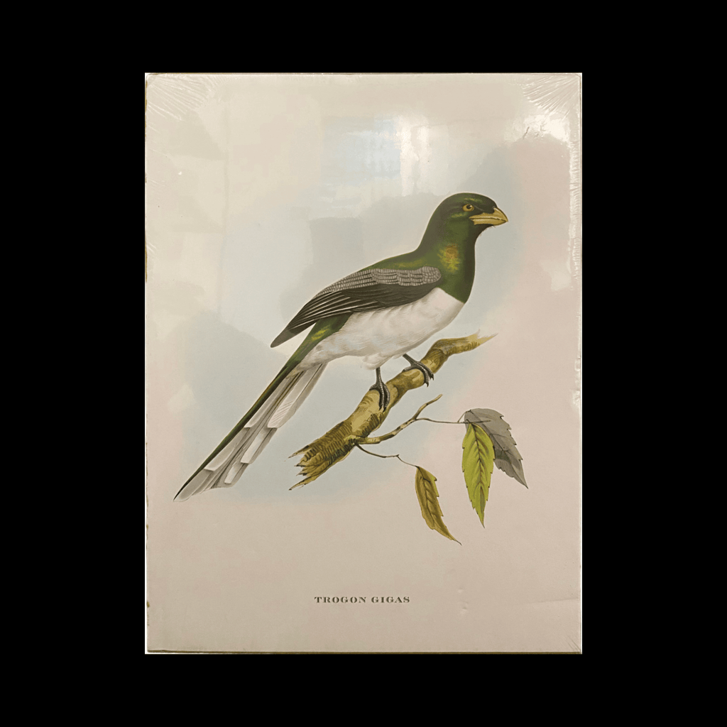 Grande lithographie de John Gould Trogon, Illustration