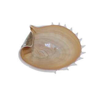 Rare Vintage Polish Art Glass Conch Shell Bowl by Jozefina for Krosno